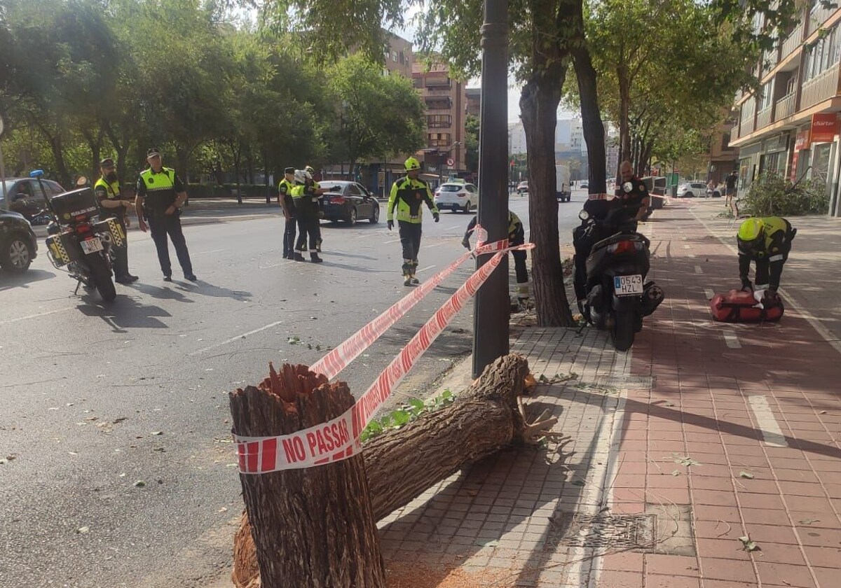 Cae un árbol en Maestro Rodrigo tras chocar un camión 