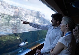 Nuevos pingüinos en el Oceanogràfic