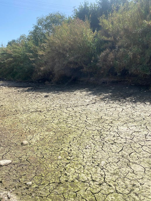 El río Cáñoles, seco.