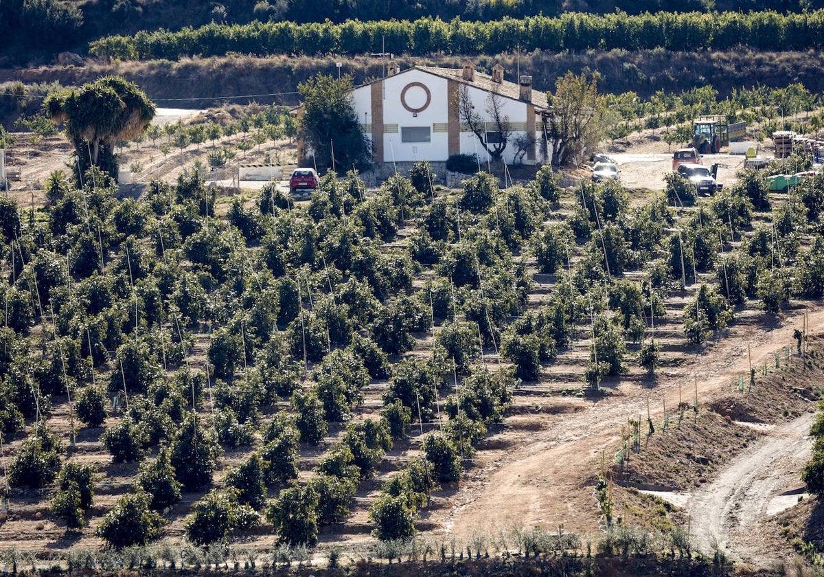 Aguacate en el término de Godelleta.