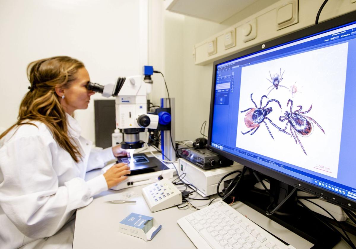 Una investigadora examina garrapatas en el microscopio, en una imagen de archivo.