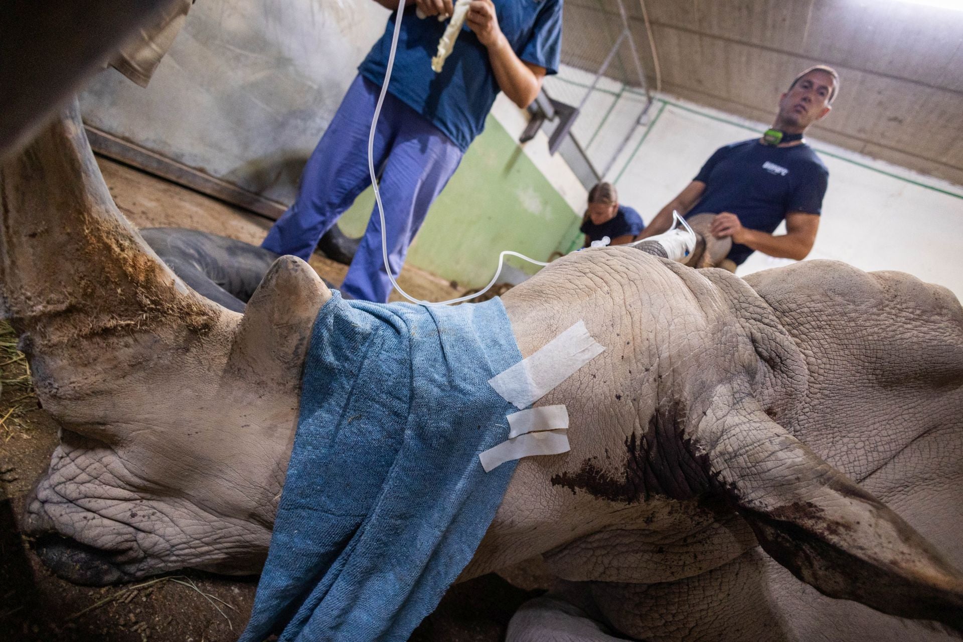 Un equipo de veterinarios arregla las muelas de una rinoceronta en el Bioparc