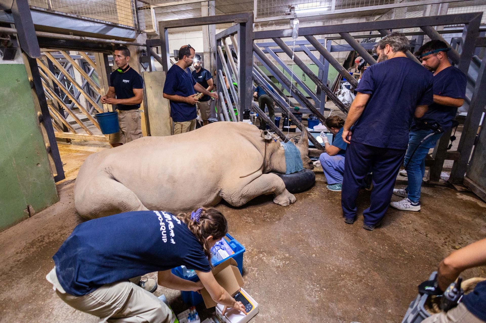 Un equipo de veterinarios arregla las muelas de una rinoceronta en el Bioparc