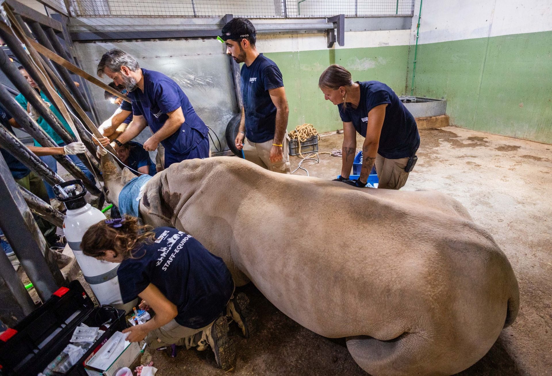 Un equipo de veterinarios arregla las muelas de una rinoceronta en el Bioparc