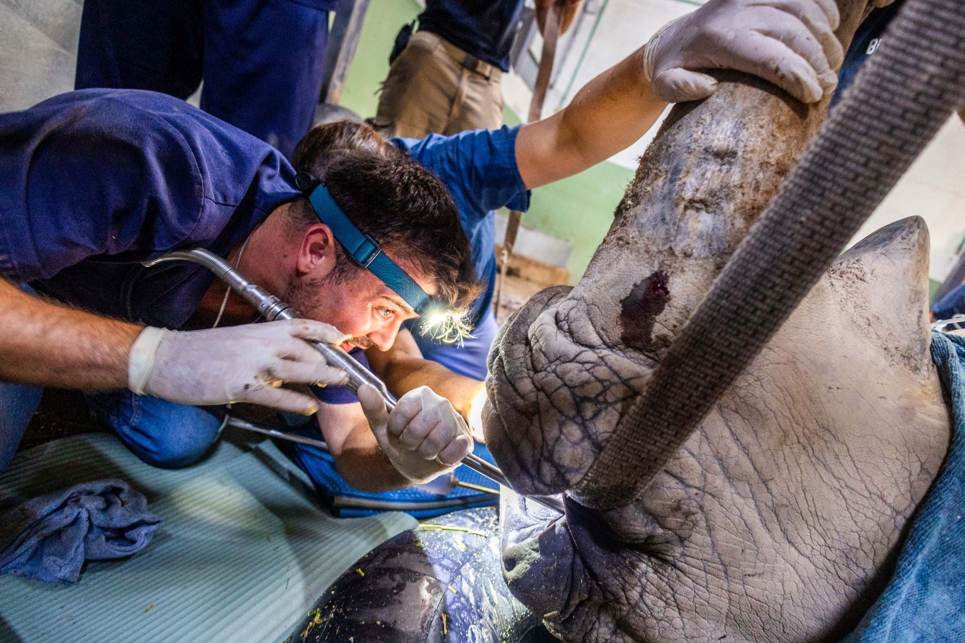 Un equipo de veterinarios arregla las muelas de una rinoceronta en el Bioparc