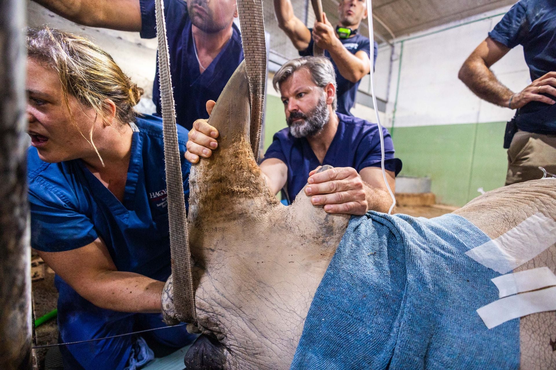 Un equipo de veterinarios arregla las muelas de una rinoceronta en el Bioparc