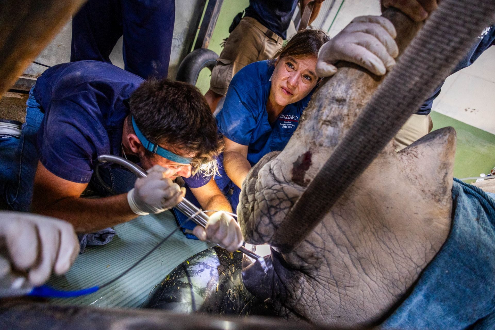 Un equipo de veterinarios arregla las muelas de una rinoceronta en el Bioparc