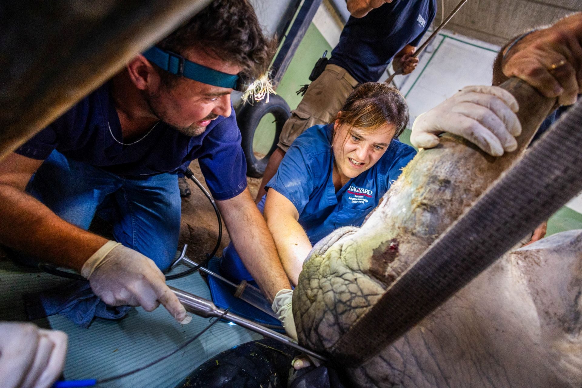 Un equipo de veterinarios arregla las muelas de una rinoceronta en el Bioparc