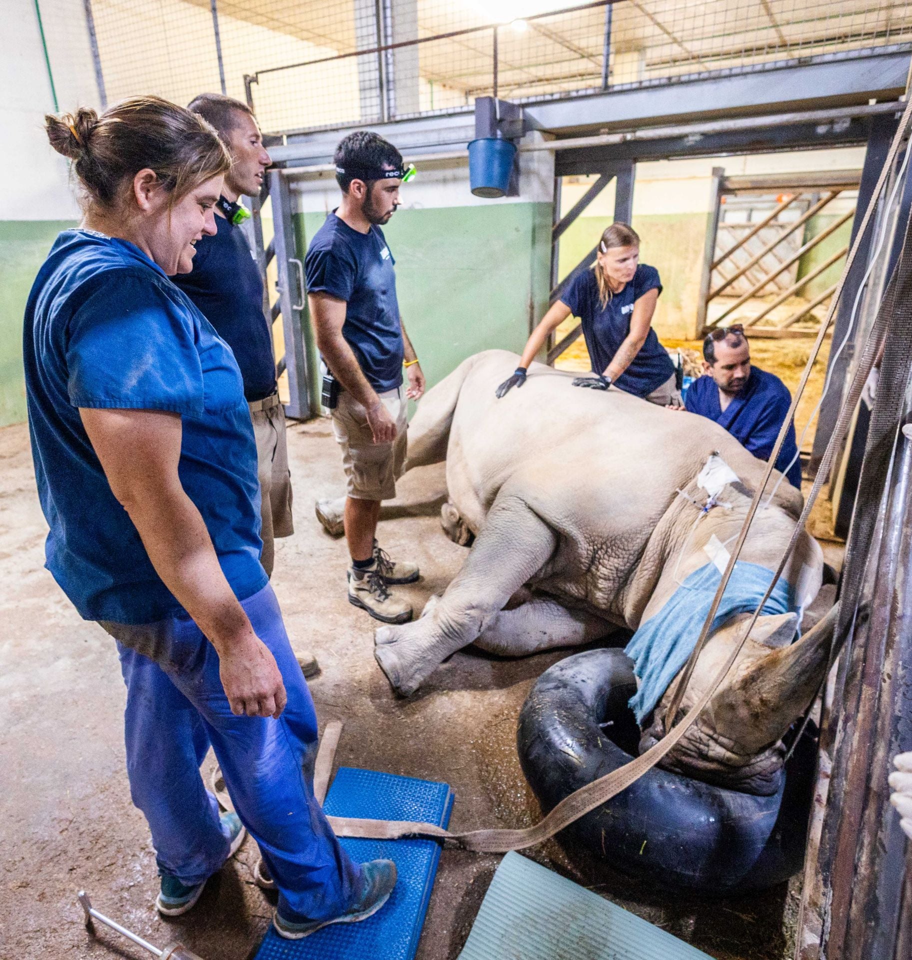 Un equipo de veterinarios arregla las muelas de una rinoceronta en el Bioparc