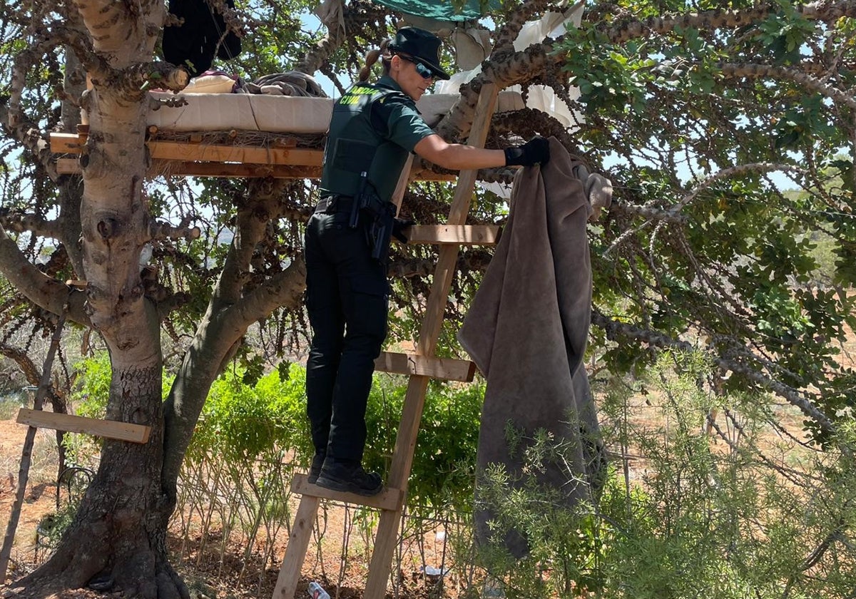 Un guardia civil inspecciona la cama que los cultivadores de cannabis montaron en un árbol.