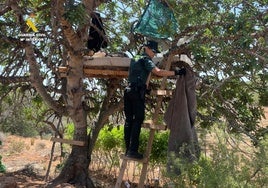 Un guardia civil inspecciona la cama que los cultivadores de cannabis montaron en un árbol.