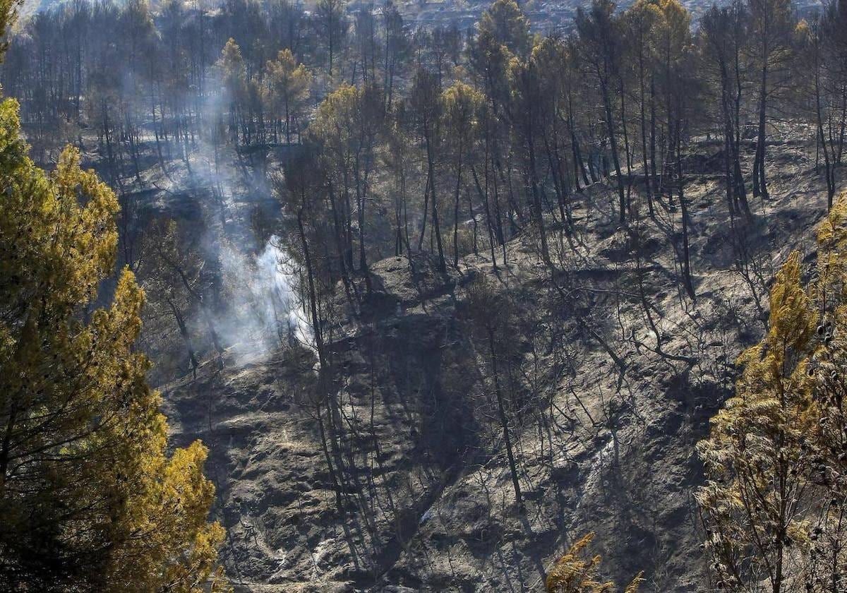 Declarado un incendio forestal en Penáguila, el segundo en diez días 