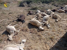 Ovejas muertas tras beber agua en Benifaió.