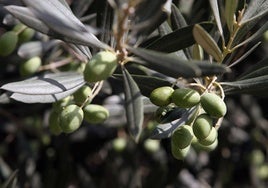 Agricultura ensaya con éxito en Viver un sistema de riego subterráneo para olivos.