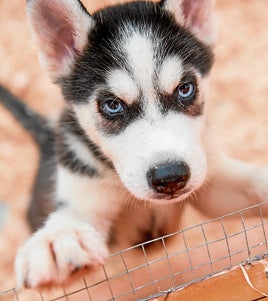 Sagunto advierte sobre cómo actuar si encontramos un perro abandonado en la calle.