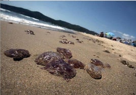 Medusas sobre la arena de una playa en el Mediterráneo español.