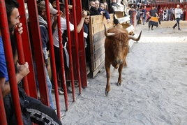 Un toro en las fiestas de Cheste.