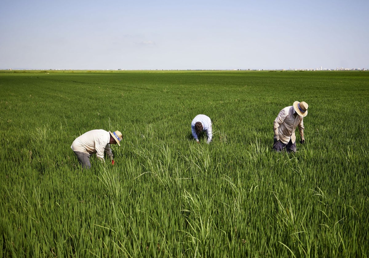 Agricultores en los arrozales de Sueca.