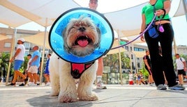 Un perro con collarín.