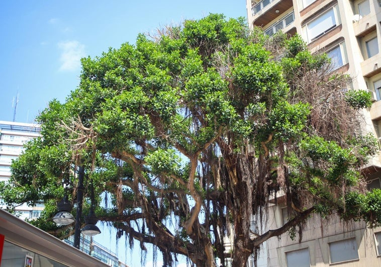 La copa del ficus de plaza de España, este martes.