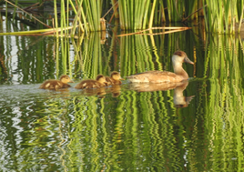 Hembra con pollos de pato colorado.