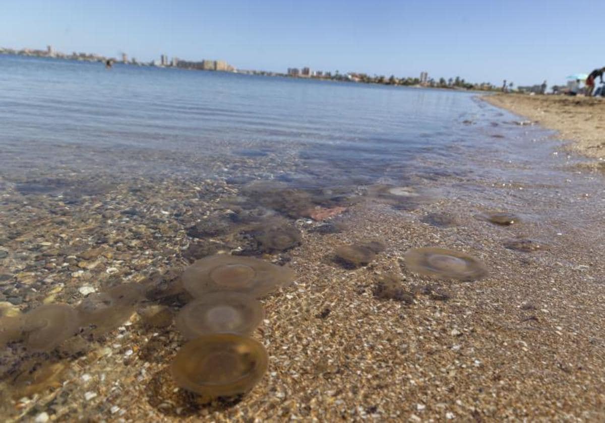 Las playas con presencia de medusas hoy (22 de agosto) en Alicante, Valencia y Castellón 