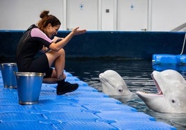 Las belugas ucranianas se quedan en el Oceanogràfic