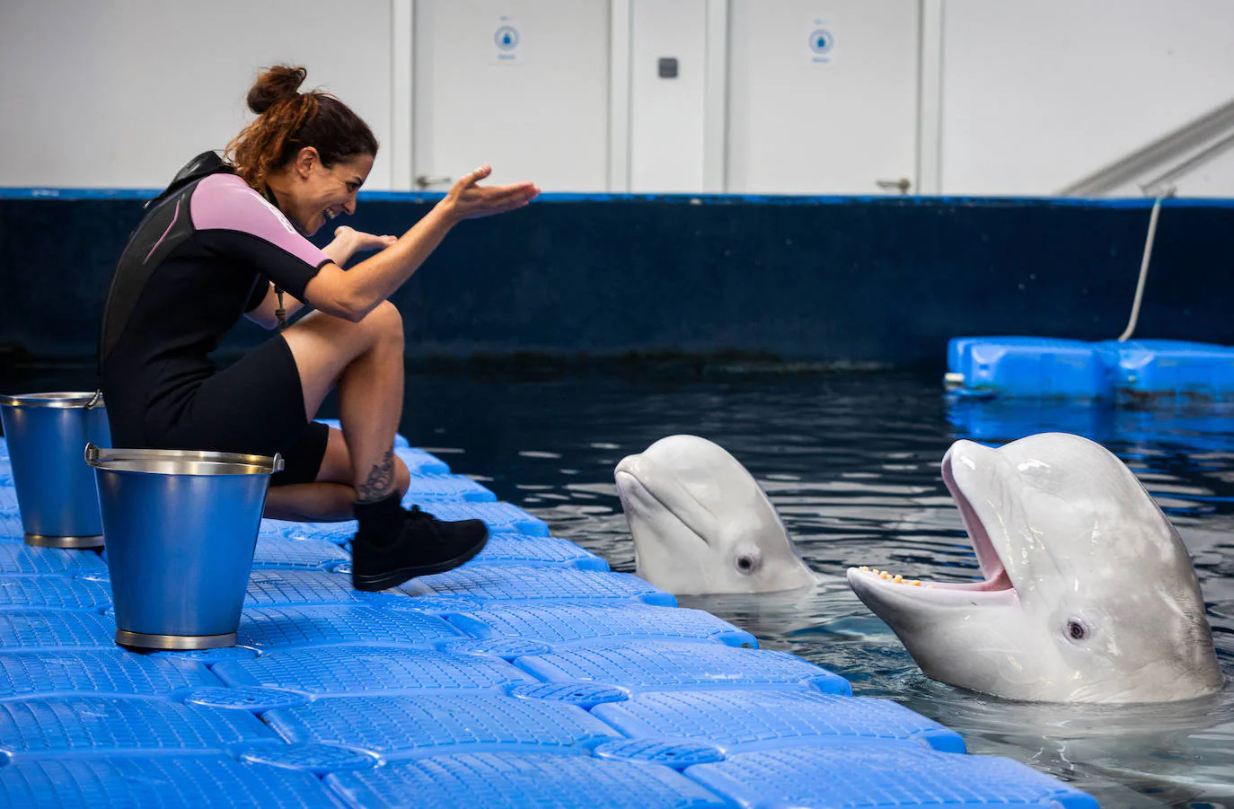 Las belugas ucranianas se vuelven bilingües en el Oceanogràfic de Valencia 