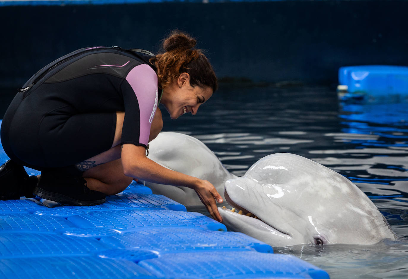 Las belugas ucranianas se quedan en el Oceanogràfic