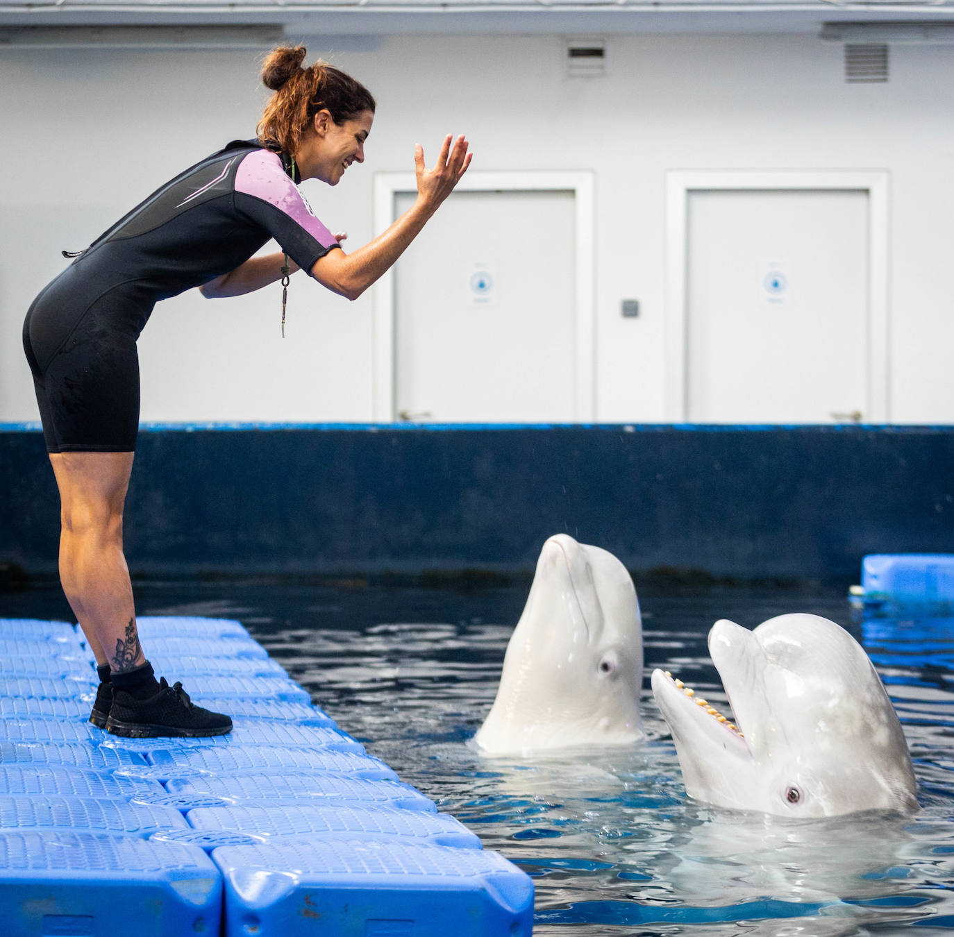 Imagen secundaria 2 - Las belugas ucranianas se vuelven bilingües en el Oceanogràfic de Valencia