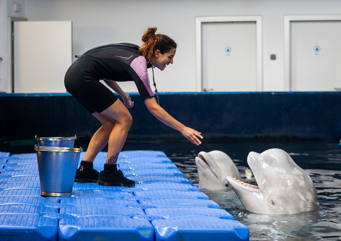 Las belugas ucranianas se quedan en el Oceanogràfic