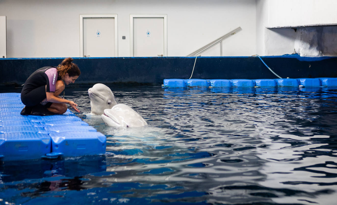 Las belugas ucranianas se quedan en el Oceanogràfic