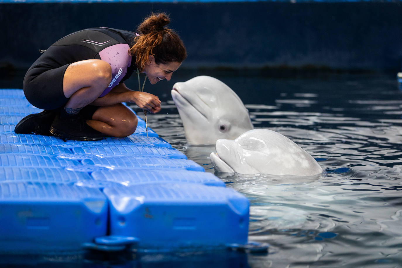 Las belugas ucranianas se quedan en el Oceanogràfic