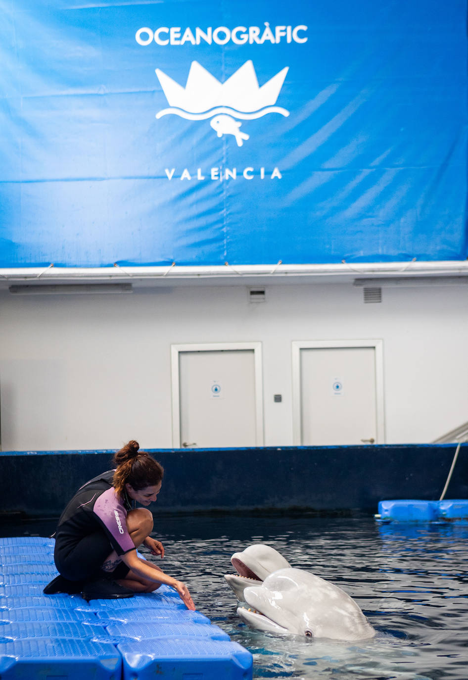 Las belugas ucranianas se quedan en el Oceanogràfic