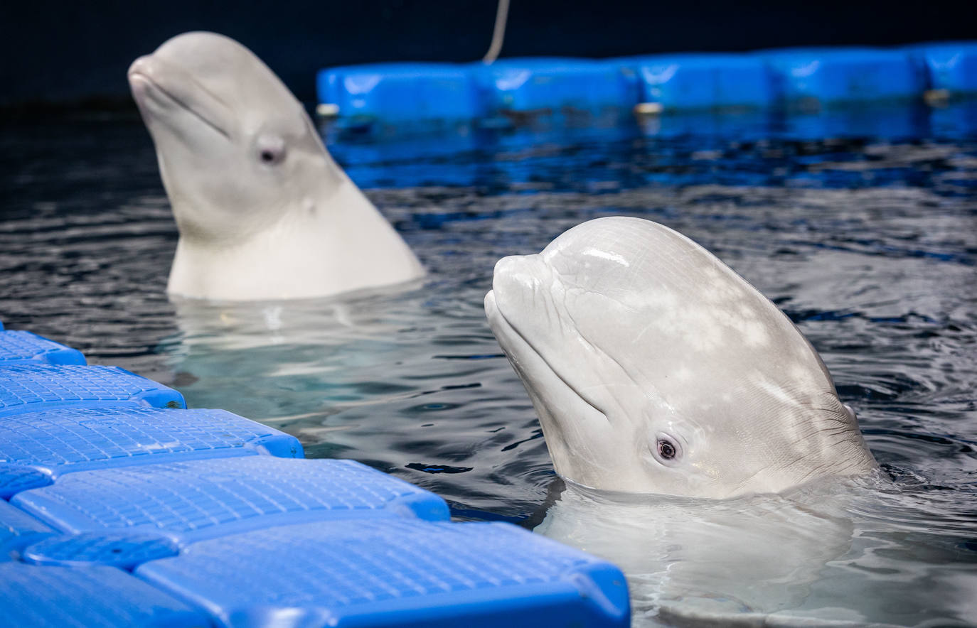 Las belugas ucranianas se quedan en el Oceanogràfic