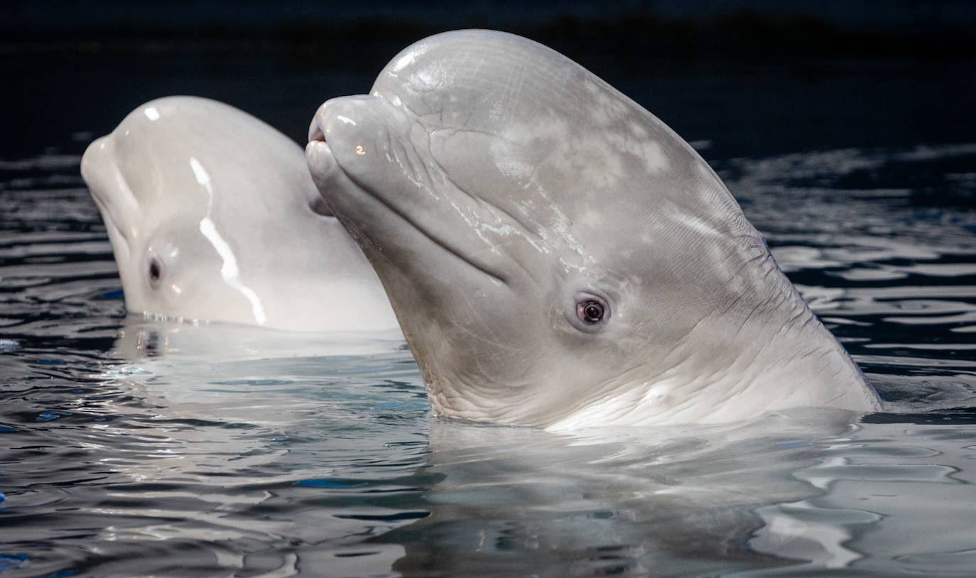 Las belugas ucranianas se quedan en el Oceanogràfic