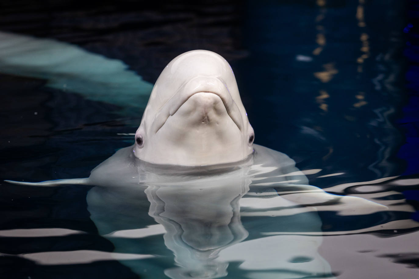 Las belugas ucranianas se quedan en el Oceanogràfic