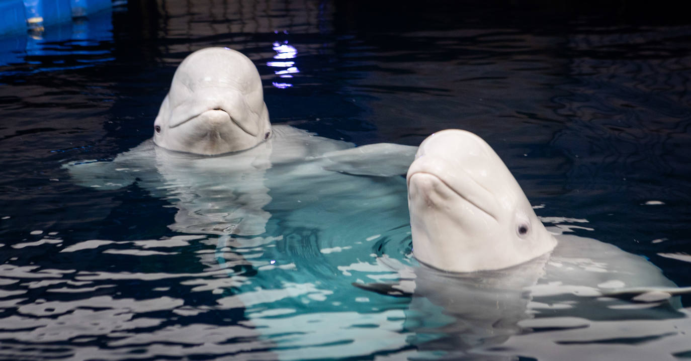 Las belugas ucranianas se quedan en el Oceanogràfic