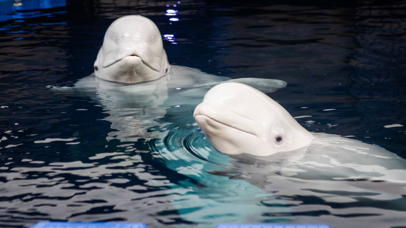 Las belugas ucranianas se quedan en el Oceanogràfic