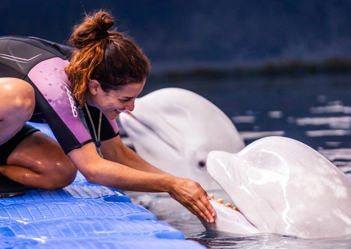 Imagen secundaria 1 - Las belugas ucranianas se vuelven bilingües en el Oceanogràfic de Valencia