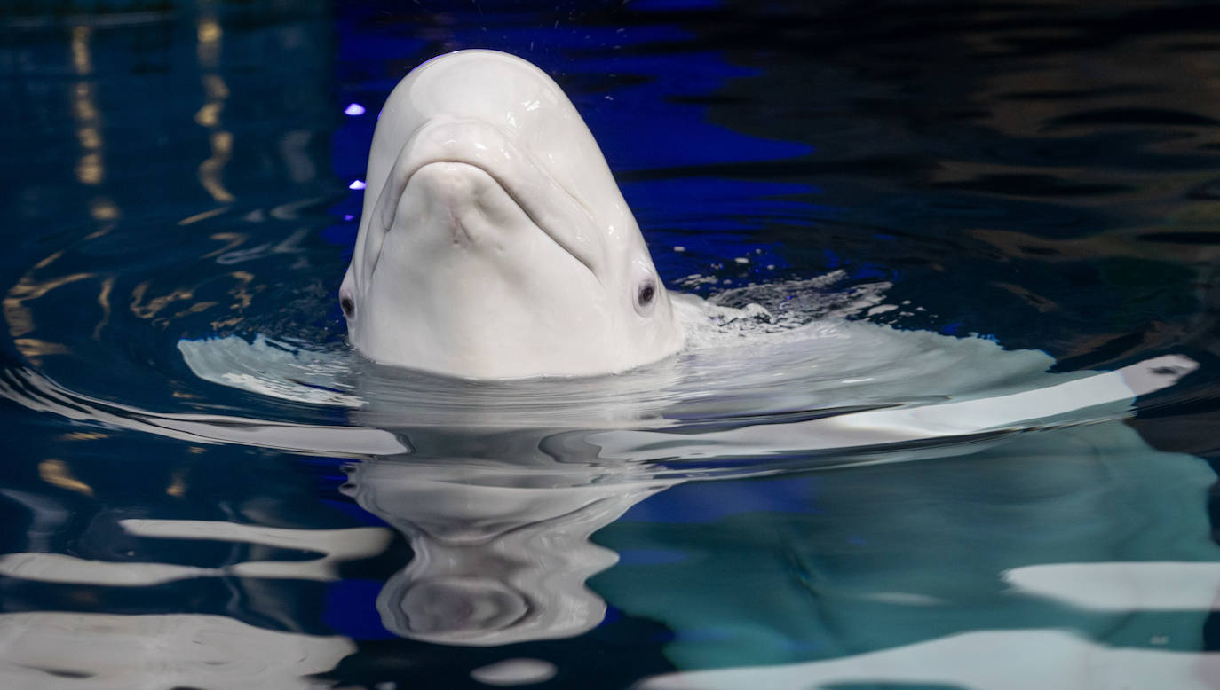 Las belugas ucranianas se quedan en el Oceanogràfic