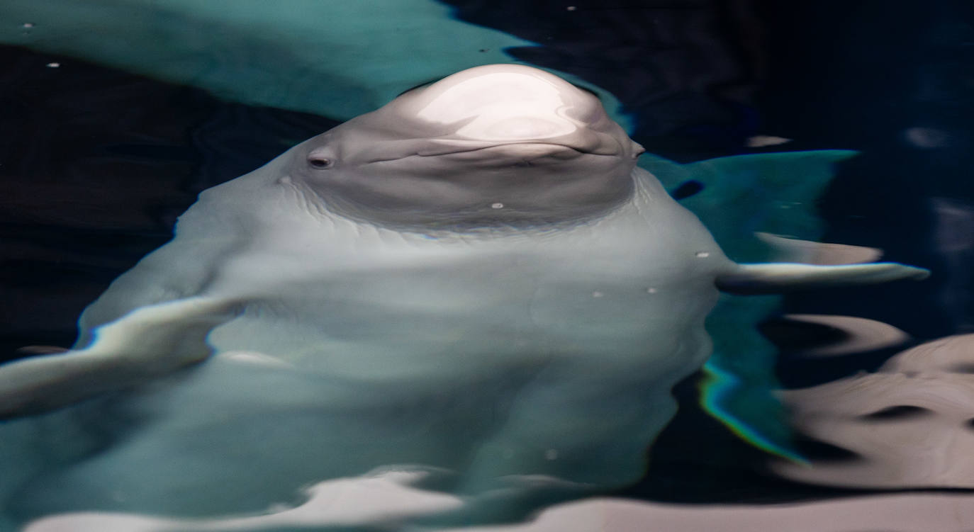 Las belugas ucranianas se quedan en el Oceanogràfic