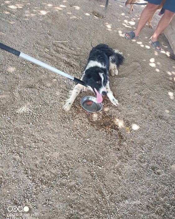 El animal se encuentra en una casa de acogida.