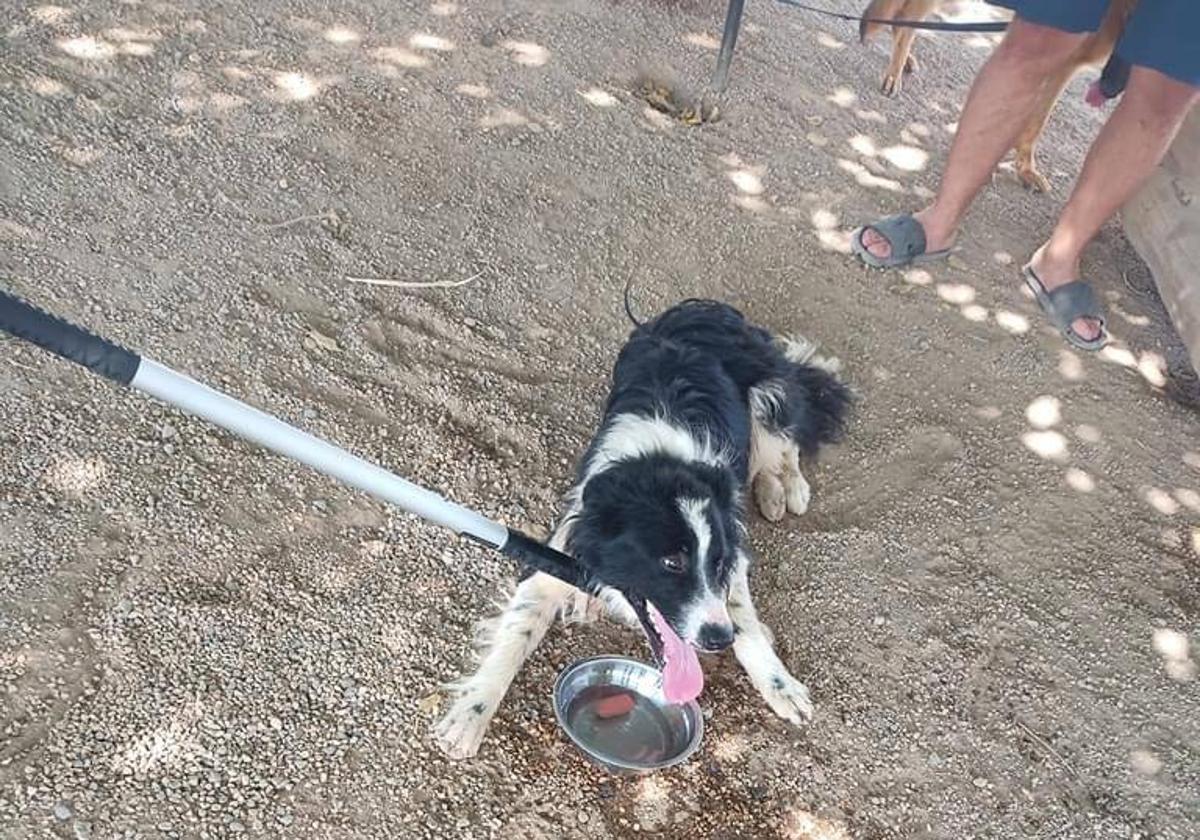 El animal se encuentra en una casa de acogida.