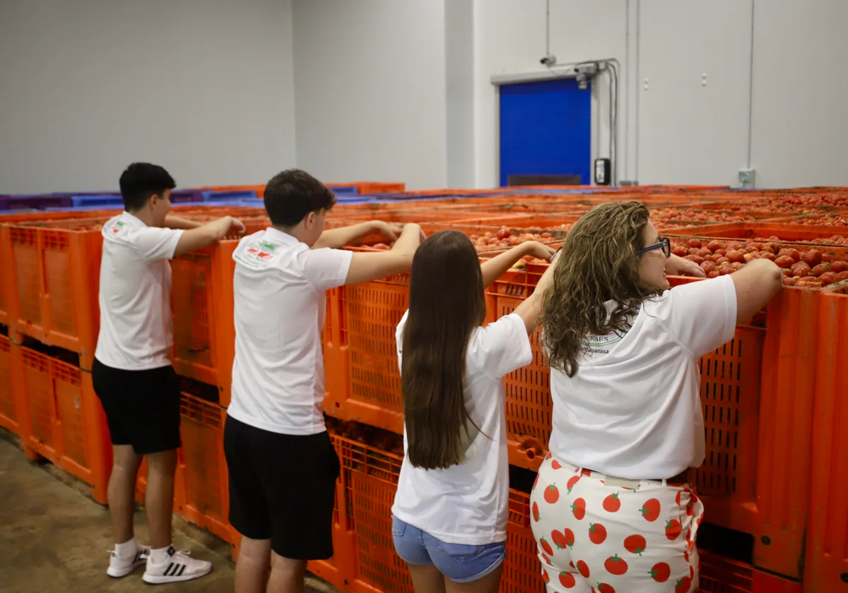 La tomatina calienta motores 