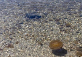 Medusas flotando sobre el agua