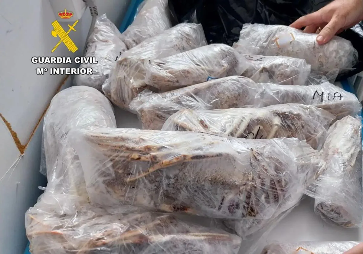 Intervenidos 35 kilos de langosta y pulpo en un restaurante de Santa Pola 