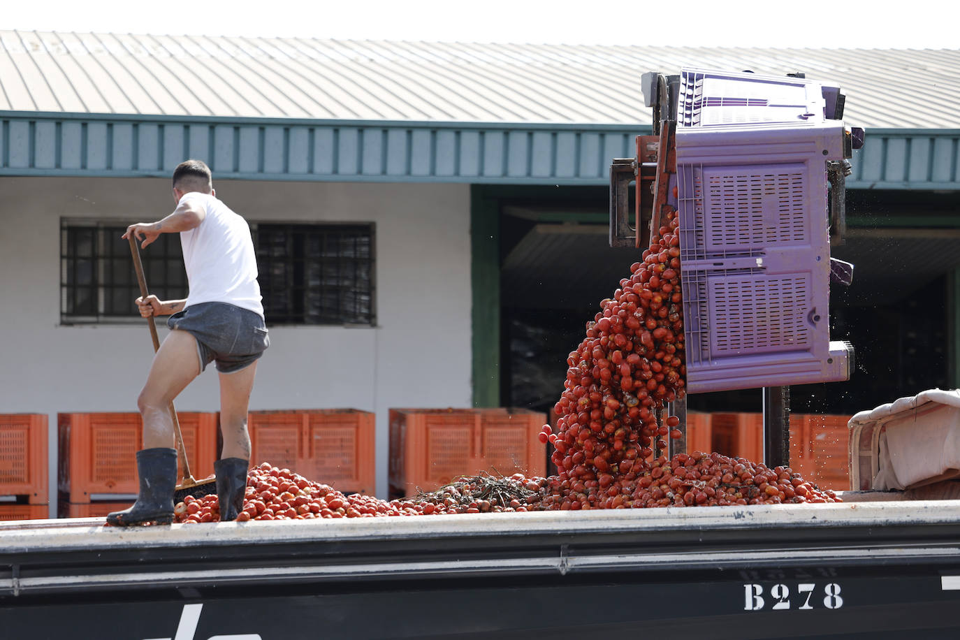 FOTOS | Cargan camiones con 150.000 kilos de tomates para la Tomatina de Buñol 2024