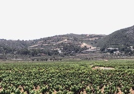 Viñedos y al fondo la montaña donde se ejecuta el PAI Medina Llíber.