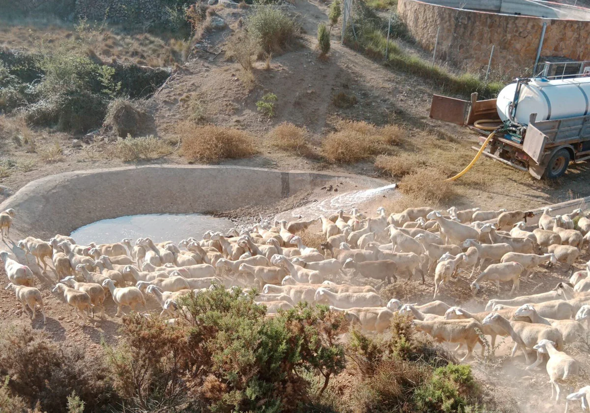 Agricultura suministra 7 millones de litros de agua para ganado en 41 municipios de la Comunitat Valenciana 